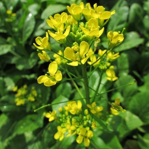 The Curious Case of the Field Mustard (Brassica rapa)