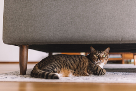 Cat and Dog behaviours 1