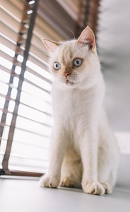 Cat and Dog behaviours 2