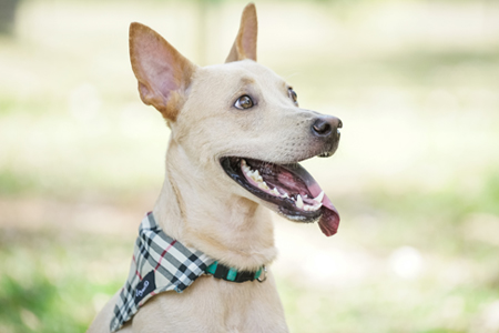 Cat and Dog behaviours 4