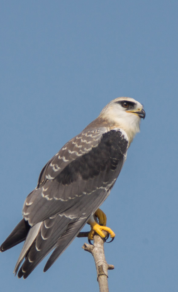 Raptors of Singapore 1