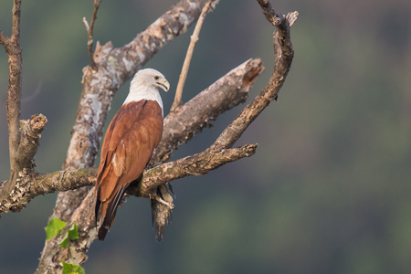 Raptors of Singapore 2