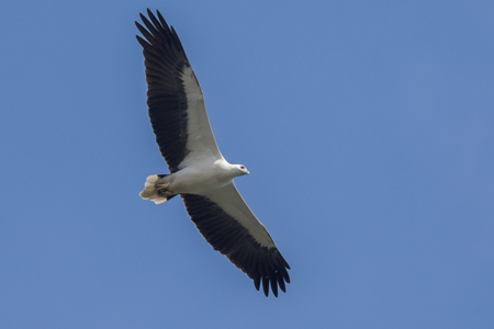 Raptors of Singapore 5