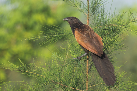 Learning about Cuckoos 1