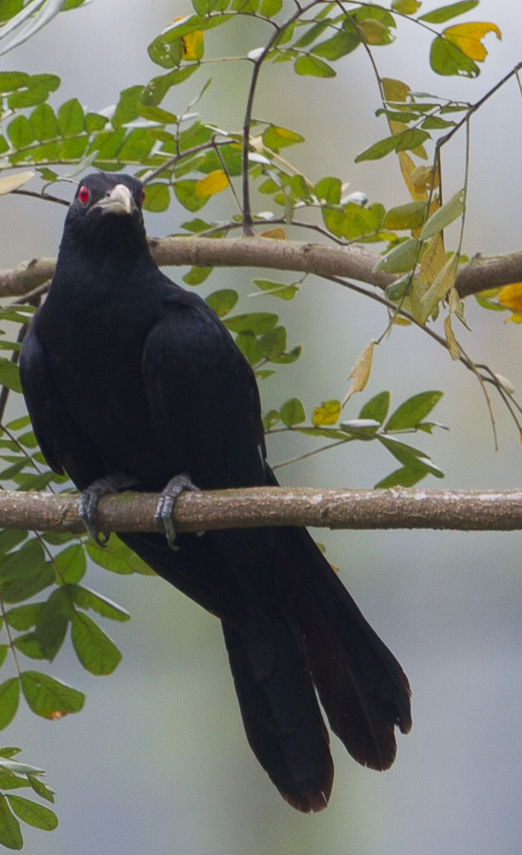 Learning about Cuckoos 3