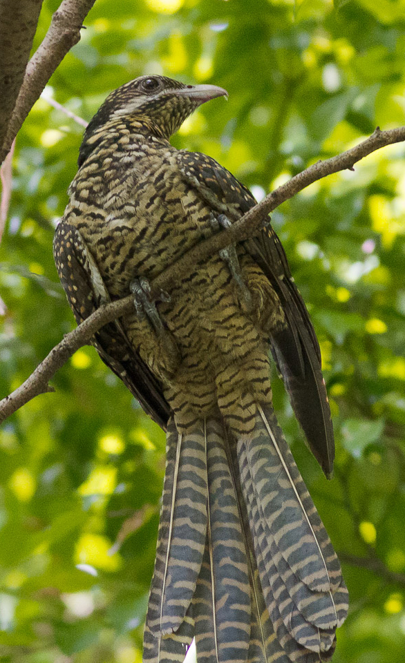 Learning about Cuckoos 4