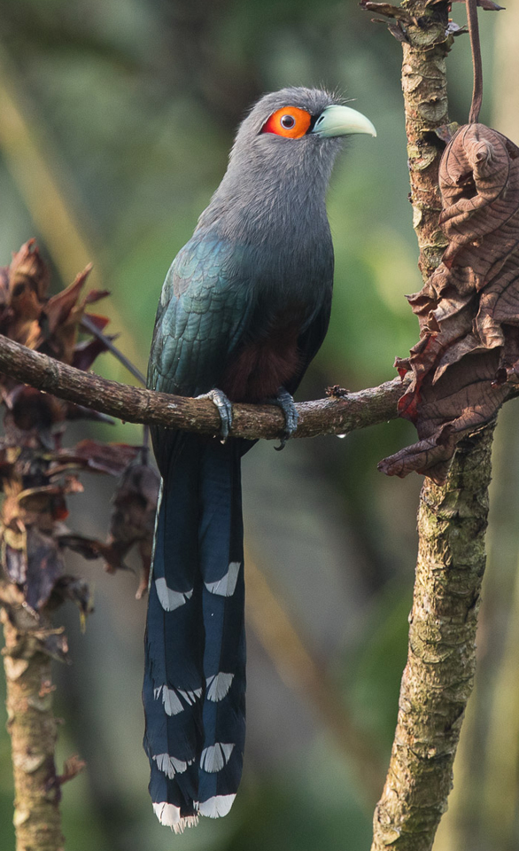 Learning about Cuckoos 5