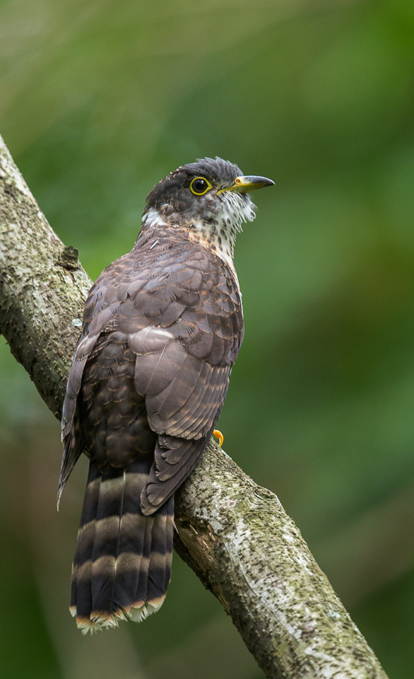 Learning about Cuckoos 6