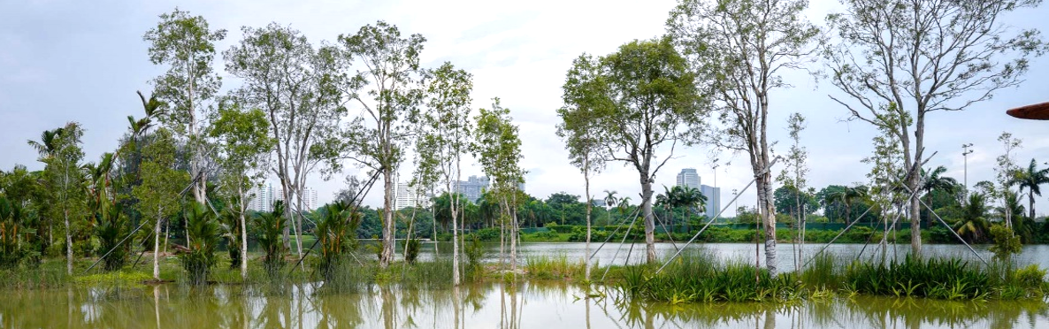 Alstonia Island & Freshwater Swamp Forest