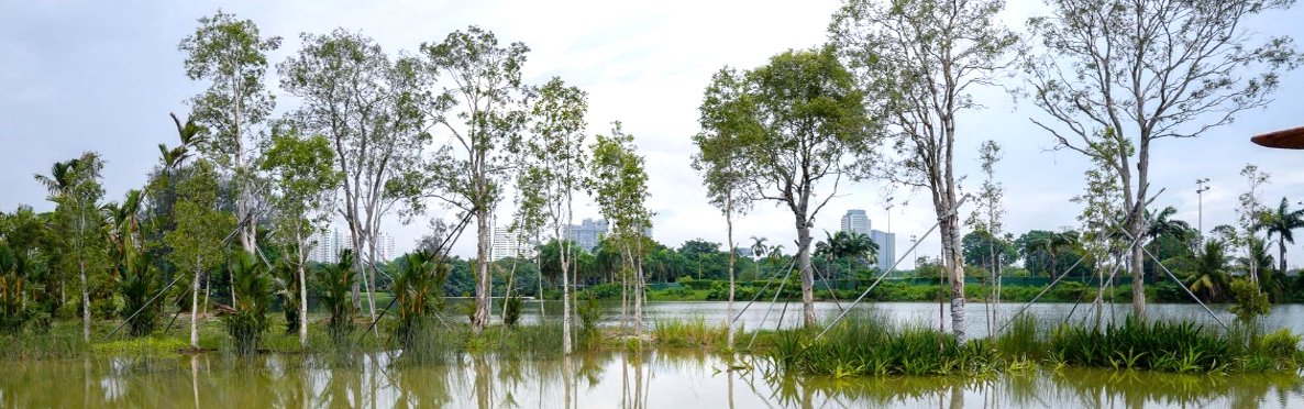 Alstonia island & freshwater swamp banner