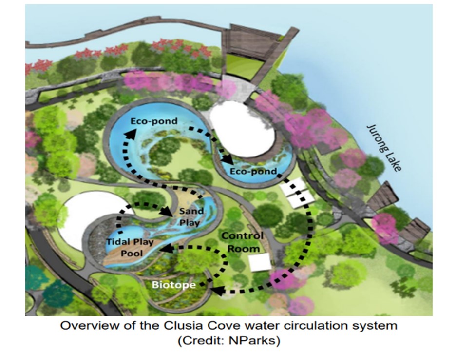 Clusia Cove Water Circulation System