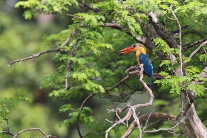 Kingfisher JLG