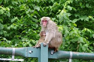 macaques in forests credit hiroto enari edit