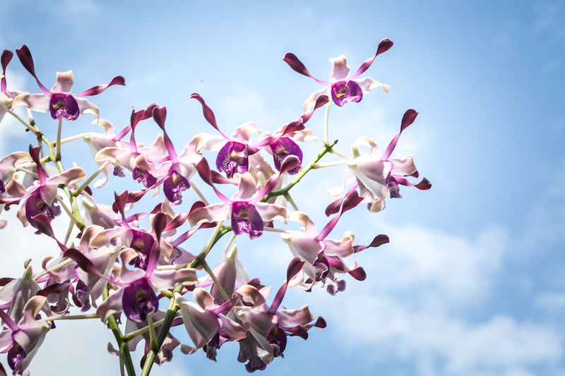 ‘Sport’-Lighting Orchids Named After Athletes 