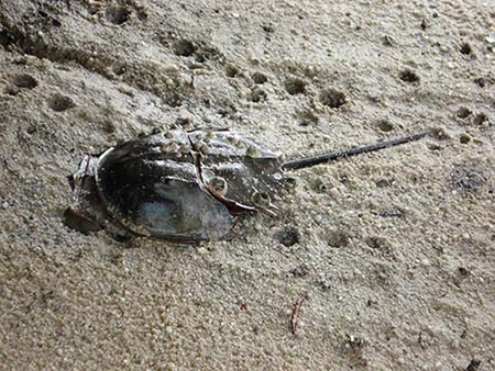 Creatures of the Wetlands