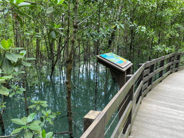 Pasir Ris Park Mangroves