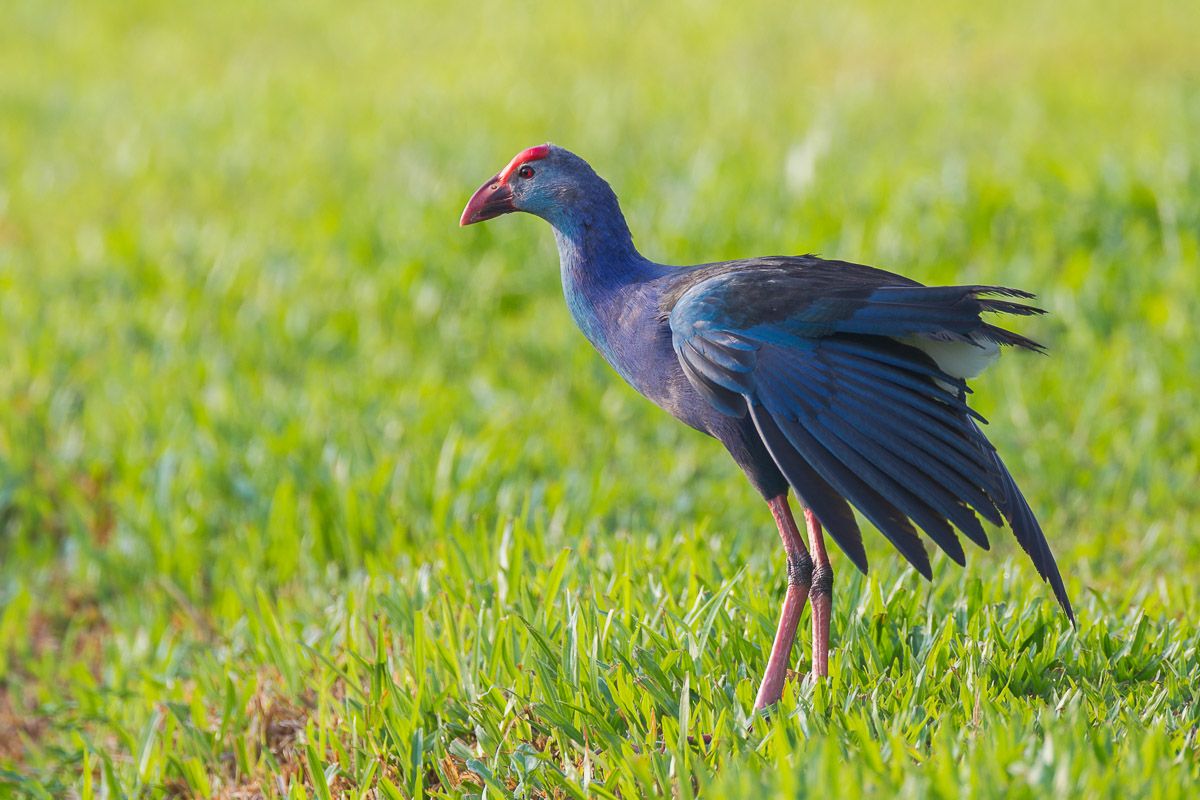 Shy and Elusive Birds