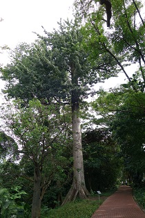 Kapok Tree