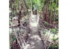 Singapore Botanic Gardens Suspension Bridge
