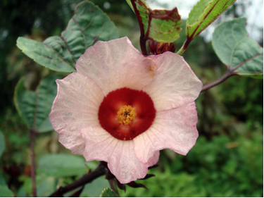 Discover the Many Uses of the Roselle Plant!