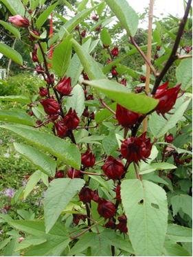 Discover Many Uses Roselle Plant!