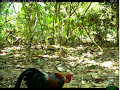 ‘Shooting’ Wildlife on Pulau Ubin
