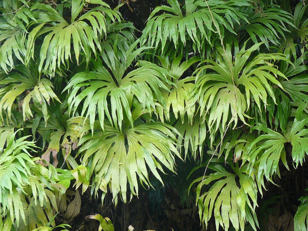 Saving A Prehistoric Fern From Extinction