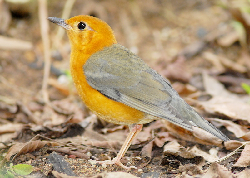 Hide-and-Seek With Feathered Friends