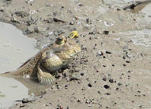 Mudskippers: Like A Fish Out Of Water