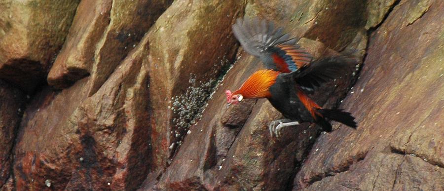 On The Trail of The Red Junglefowl