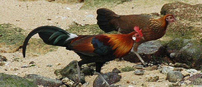 junglefowl031.jpg