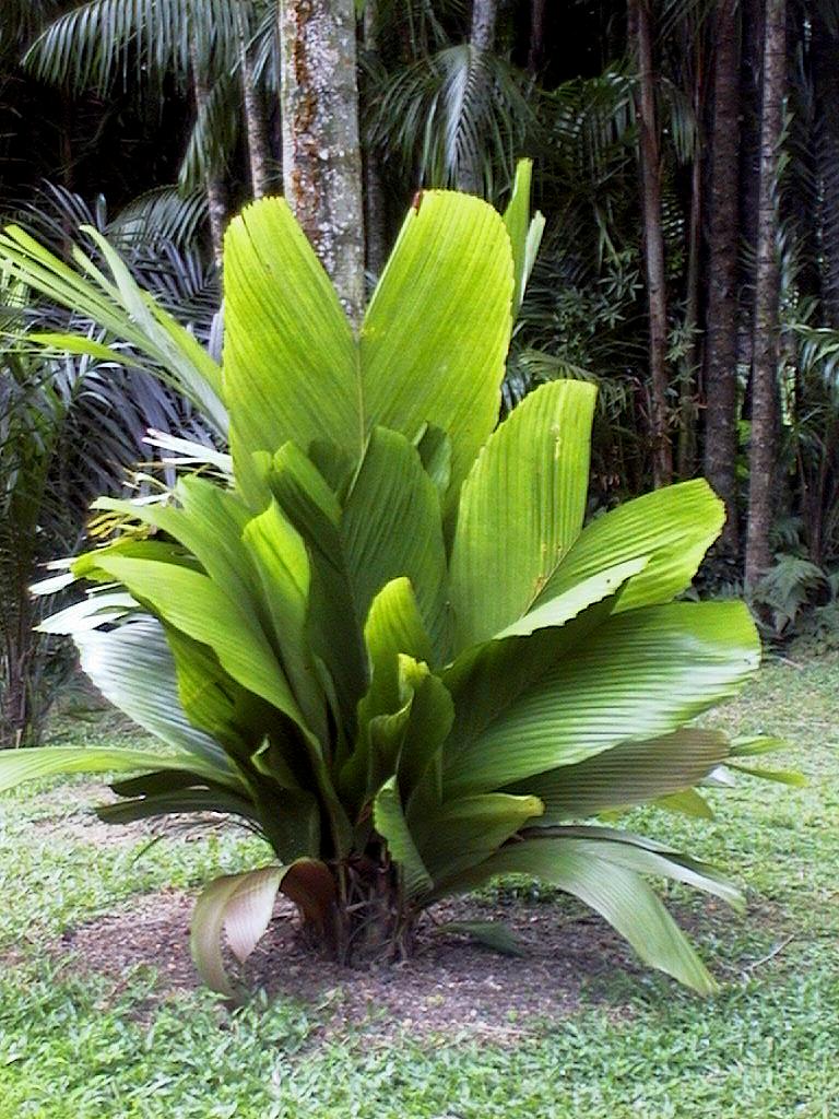 Keeping It Local: Native Ornamental Plants for Your Outdoor Garden