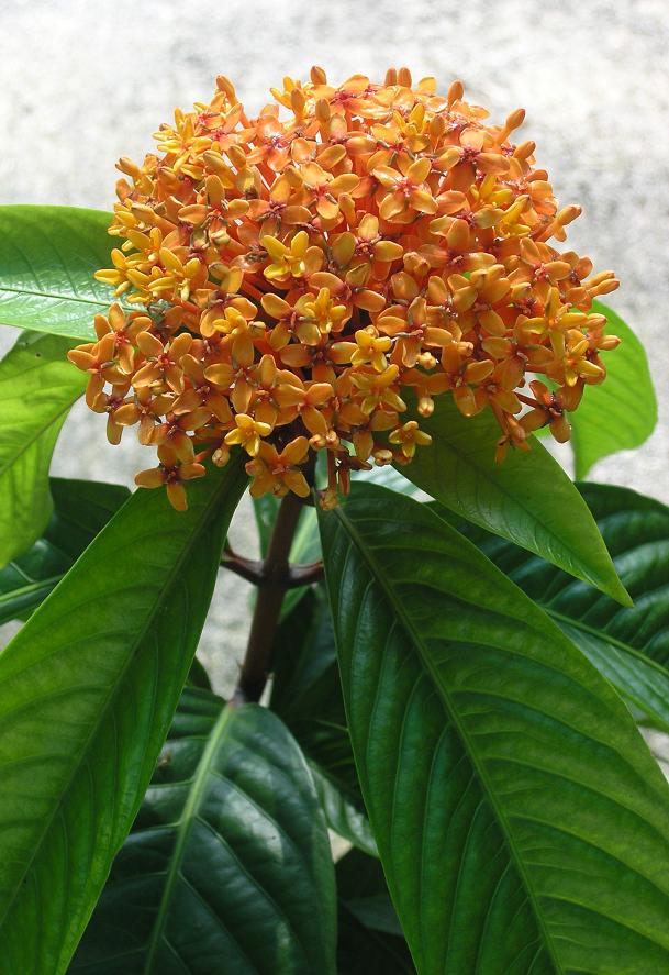 Keeping It Local: Native Ornamental Plants for Your Outdoor Garden