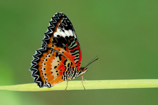 Butterfly Breeding At Home!