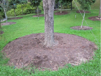 How To Mulch Your Trees & Shrubs
