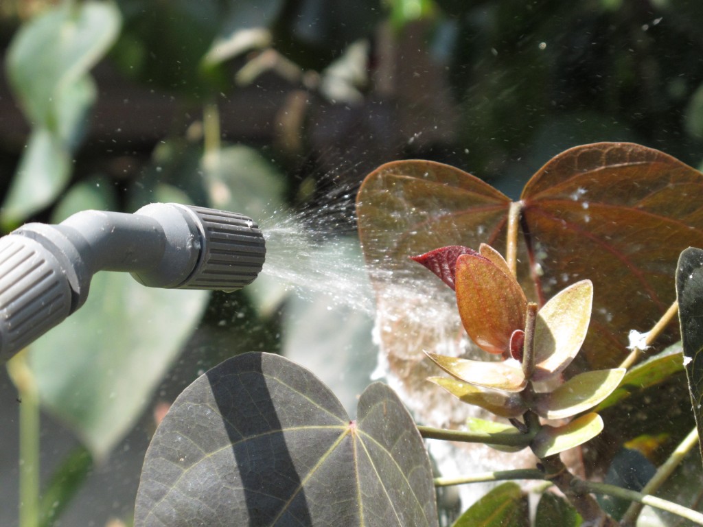 Soap: An Environmentally-Friendly Insecticide