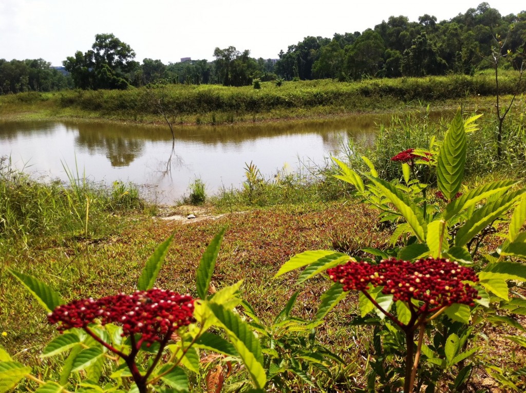 Tampines Eco Garden