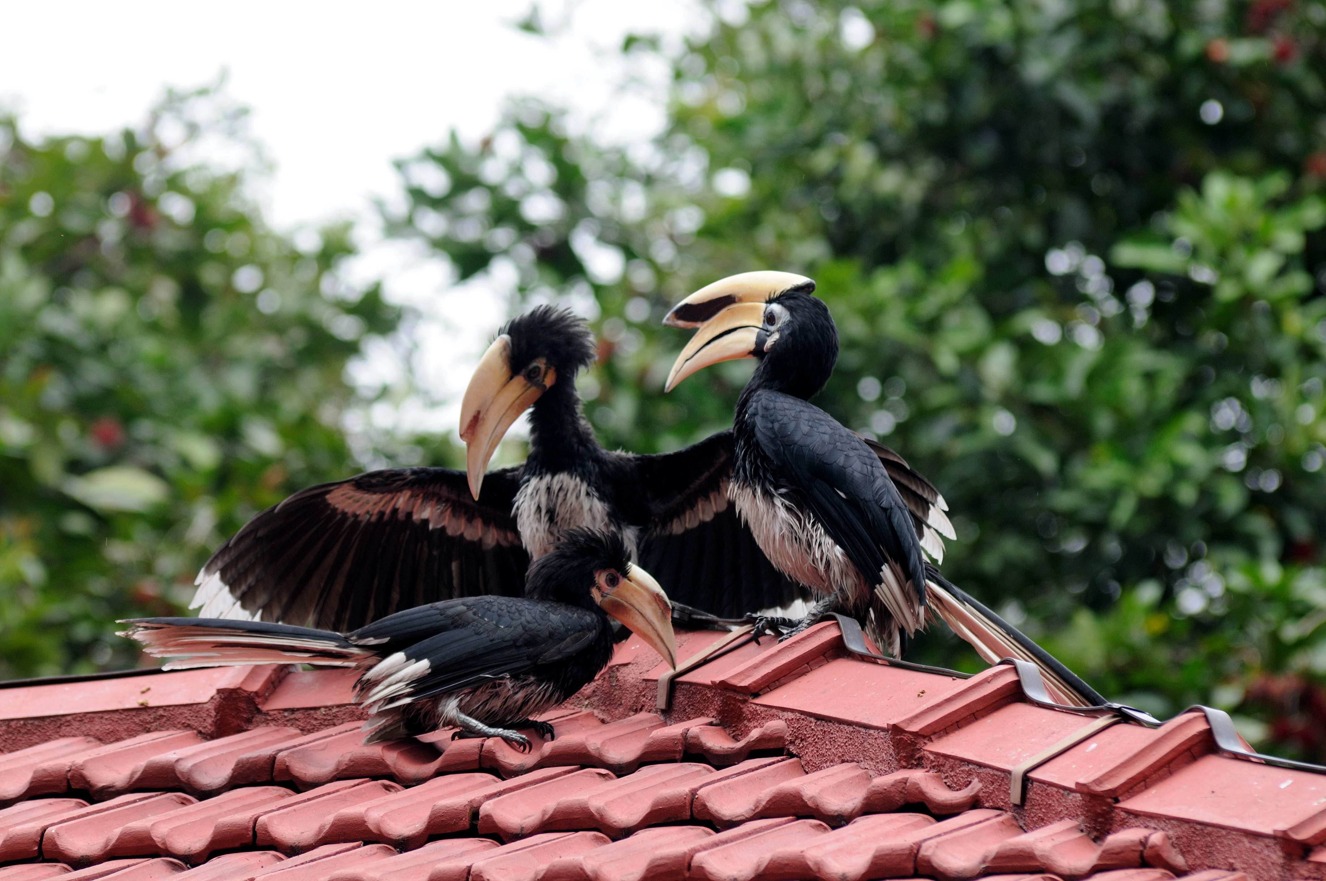 Hornbill Happenings: Surprises From Nature