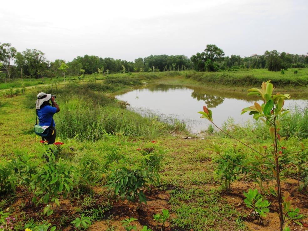 Barefoot Birding In The Heart Of Tampines