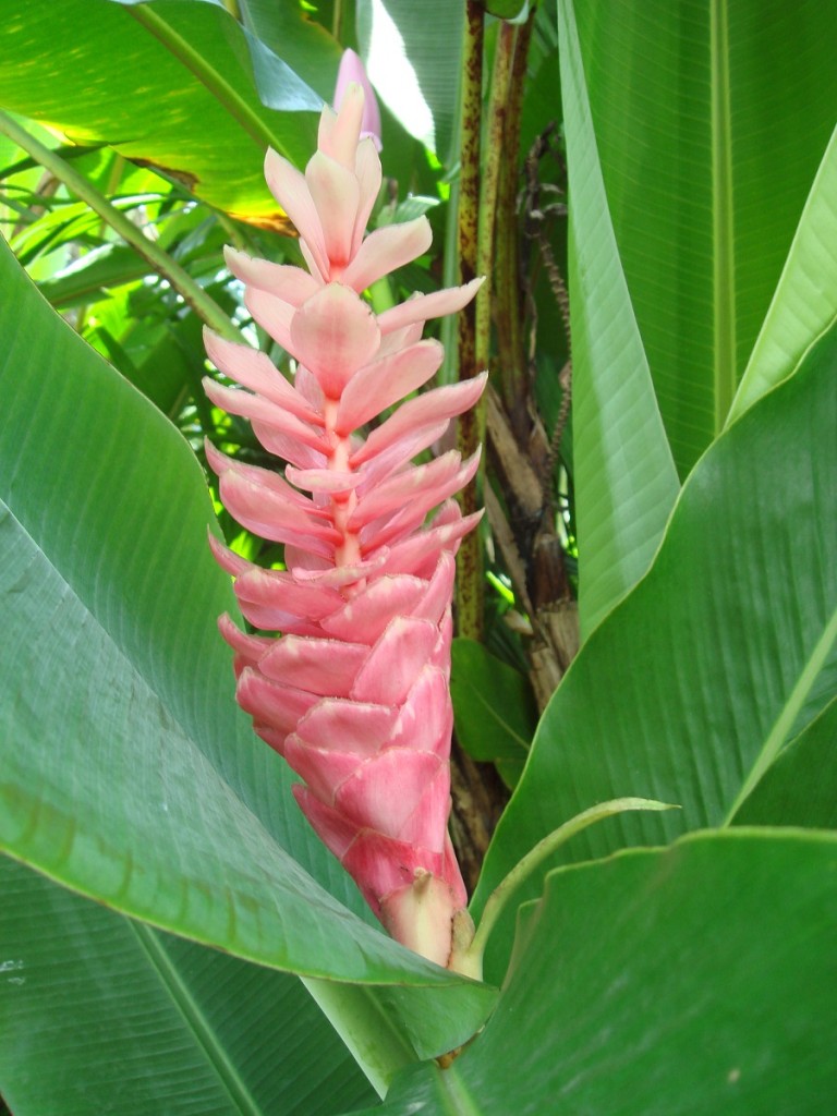 Celebrate the Tropics - Grow Your Own Tropical Cut-flower Garden