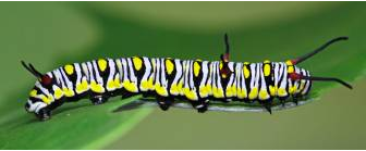 The Fascinating World of Caterpillars