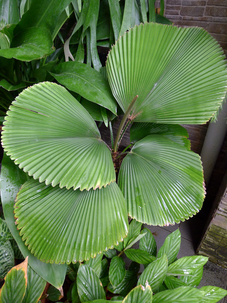Plants for Shady Gardens