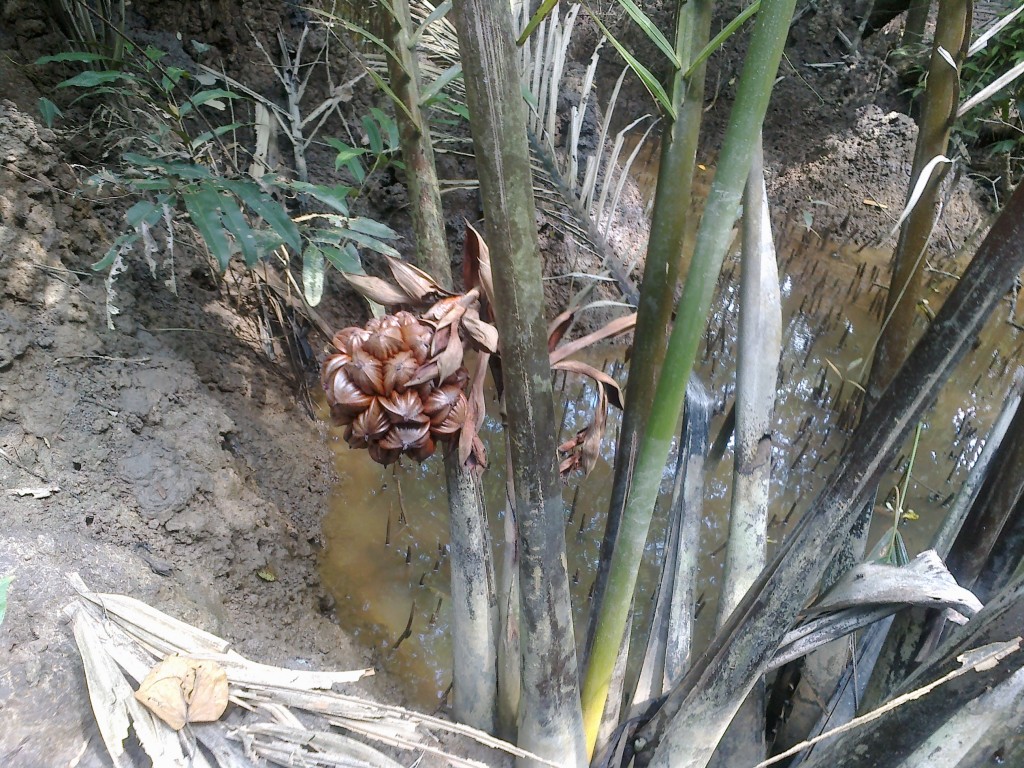 A Peek into the 'Wild' Side of Singapore