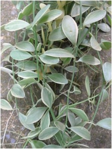 Dischidia - Epiphytic Houseplants for Everyone