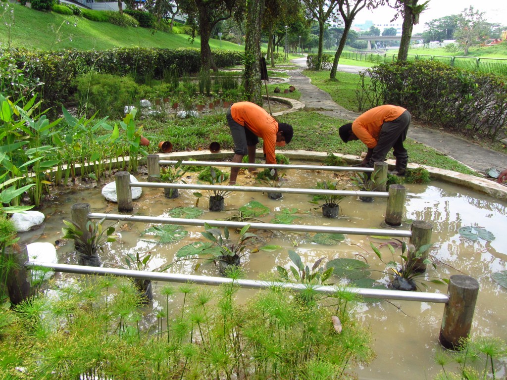 The Flight of the Dragonfly Creating a Dragonfly Habitat at Ulu Pandan