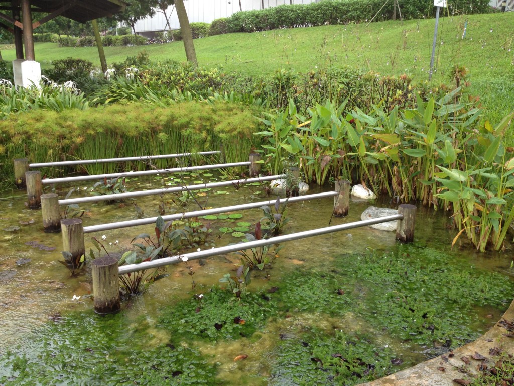 The Flight  of the Dragonfly: Creating a Dragonfly Habitat at Ulu Pandan Park Connector