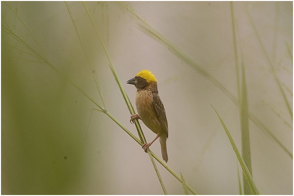 Baya Weavers: Nature's Amazing Architects