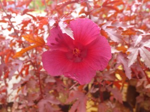 Herald the Lunar New Year with a Garden of Red, Gold and Silver