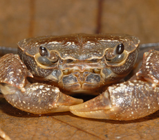 The Endangered Singapore Crab