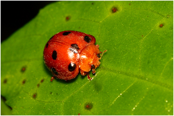 A Love Affair With Ladybirds